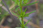 Loomis' yellow loosestrife